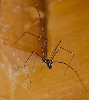 Smeringopus pallidus This spider was living in a bookcase I had stored in the garage. I carefully coaxed it out because I wanted to bring the bookcase into the house. It has a ball of white eggs. The color on the abdomen has yellow marketings even though it shows up here looking like white. 
https://www.jungledragon.com/image/101321/unknown_spider_with_white_eggs.html Geotagged,Pale Daddy-long-leg,Smeringopus pallidus,United States,Winter