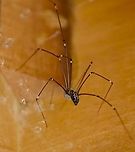 Smeringopus pallidus This spider was living in a bookcase I had stored in the garage. I carefully coaxed it out because I wanted to bring the bookcase into the house. It has a ball of white eggs. The color on the abdomen has yellow marketings even though it shows up here looking like white. <br />
https://www.jungledragon.com/image/101321/unknown_spider_with_white_eggs.html Geotagged,Pale Daddy-long-leg,Smeringopus pallidus,United States,Winter