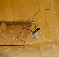 Smeringopus pallidus with white eggs Supplemental photo showing a side view of the yellow and black abdomen and white eggs<br />
<br />
https://www.jungledragon.com/image/101320/unknown_spider_with_white_eggs.html Geotagged,Pale Daddy-long-leg,Smeringopus pallidus,United States,Winter