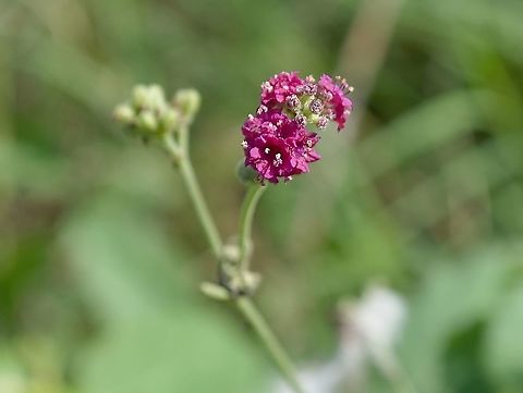 Boerhavia coccinea