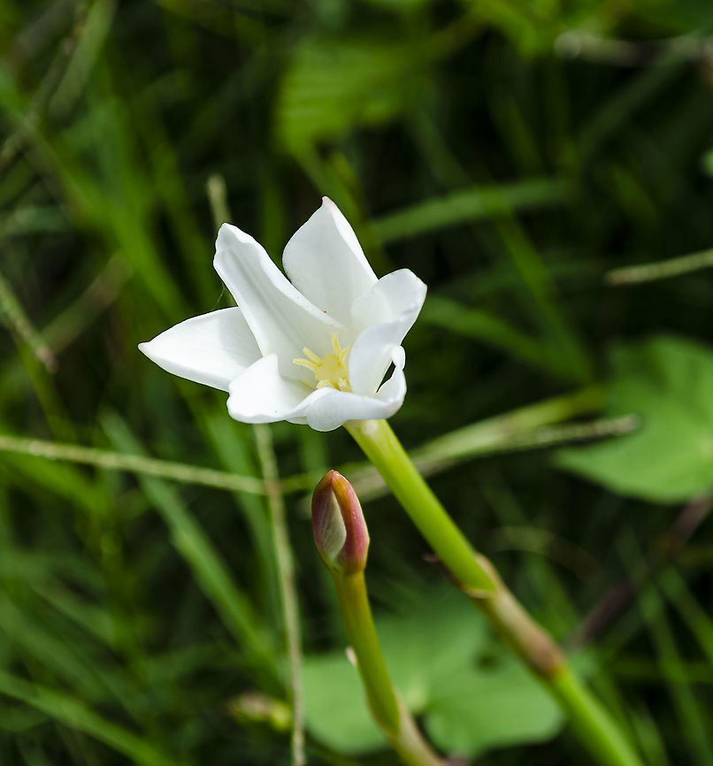 Zephyranthes drummondii as per link below Coming up in the neighborhood after a hard rain.<br />
<a href="https://plants.ces.ncsu.edu/plants/zephyranthes-drummondii/Rain" rel="nofollow">https://plants.ces.ncsu.edu/plants/zephyranthes-drummondii/Rain</a> Lily Geotagged,United States,Winter