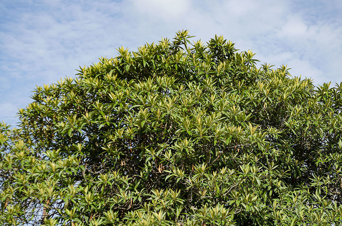 Loquat_Tree - Eriobotrya japonica This is a very common tree here in San Antonio, and I can see atleast eight in my city block. This one if most magnificent since it is about 25 feet high, and as wikipedia describes, it has a rounded crown.  The fruit feeds a lot of the wildlife. Eriobotrya japonica,Geotagged,Loquat,United States,Winter