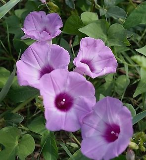 Tievine -  pomoea cordatotriloba Dennst Identified by Pl@ntnet. Growing in an empty field near me. Also this source: https://www.wildflower.org/plants/result.php?id_plant=ipcoc2 Geotagged,Ipomoea cordatotriloba,United States,Winter