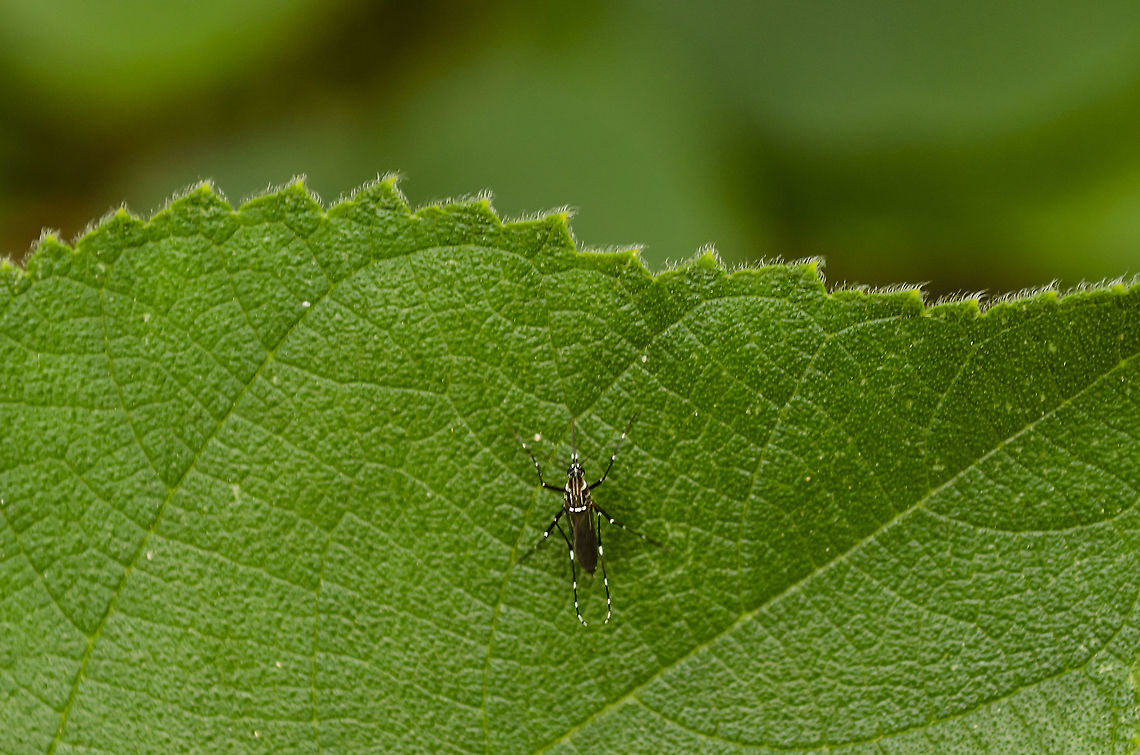 Aedes aegypti - Yellow fever mosquito about 5-7mm Geotagged,Ochlerotatus aegypti,United States,Winter,Yellow fever mosquito