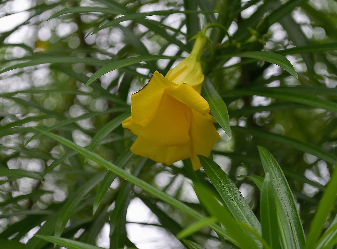 Cascabela thevetia I remember my aunt calling these &quot;yellow bells,&quot; and they are quite common in her and now my neighborhood. Cascabela thevetia,Geotagged,United States,Winter