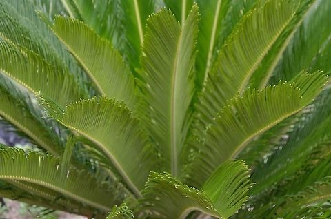 Cycas revoluta - Sago Palm These are quite common in San Antonio. I had one in my former yard. I put it behind a fence because it is extremely toxic for dogs and other animals. I love the ruffle effect of the leaves. One neighbor has one that has grown over 10 feet high. Cycas revoluta,Geotagged,Sago Palm,United States,Winter
