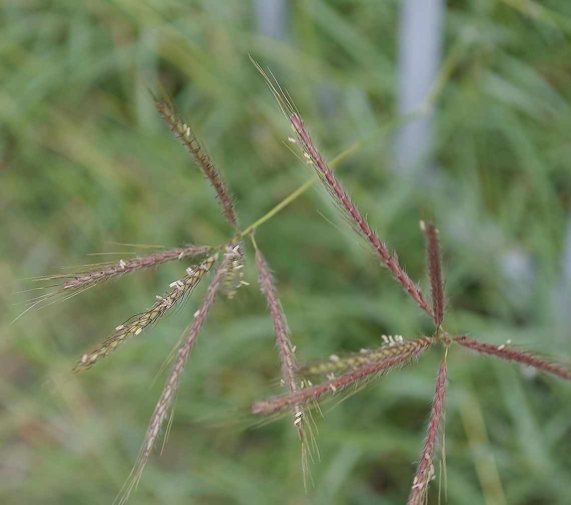 Bothriochloa ischaemum var. songarica_ Someone on facebook plant ID identified this for me. I&#039;ll wait to choose species until someone else seconds this for me. There are a few grasses that look like this.  This is one is about 28&quot; high. Bothriochloa ischaemum,Geotagged,United States,Winter