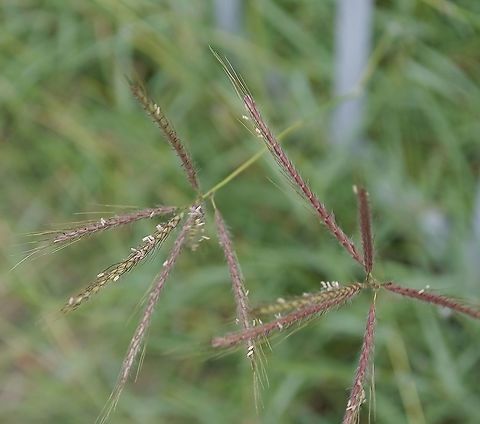 Bothriochloa ischaemum var. songarica_ Someone on facebook plant ID identified this for me. I'll wait to choose species until someone else seconds this for me. There are a few grasses that look like this.  This is one is about 28" high. Bothriochloa ischaemum,Geotagged,United States,Winter