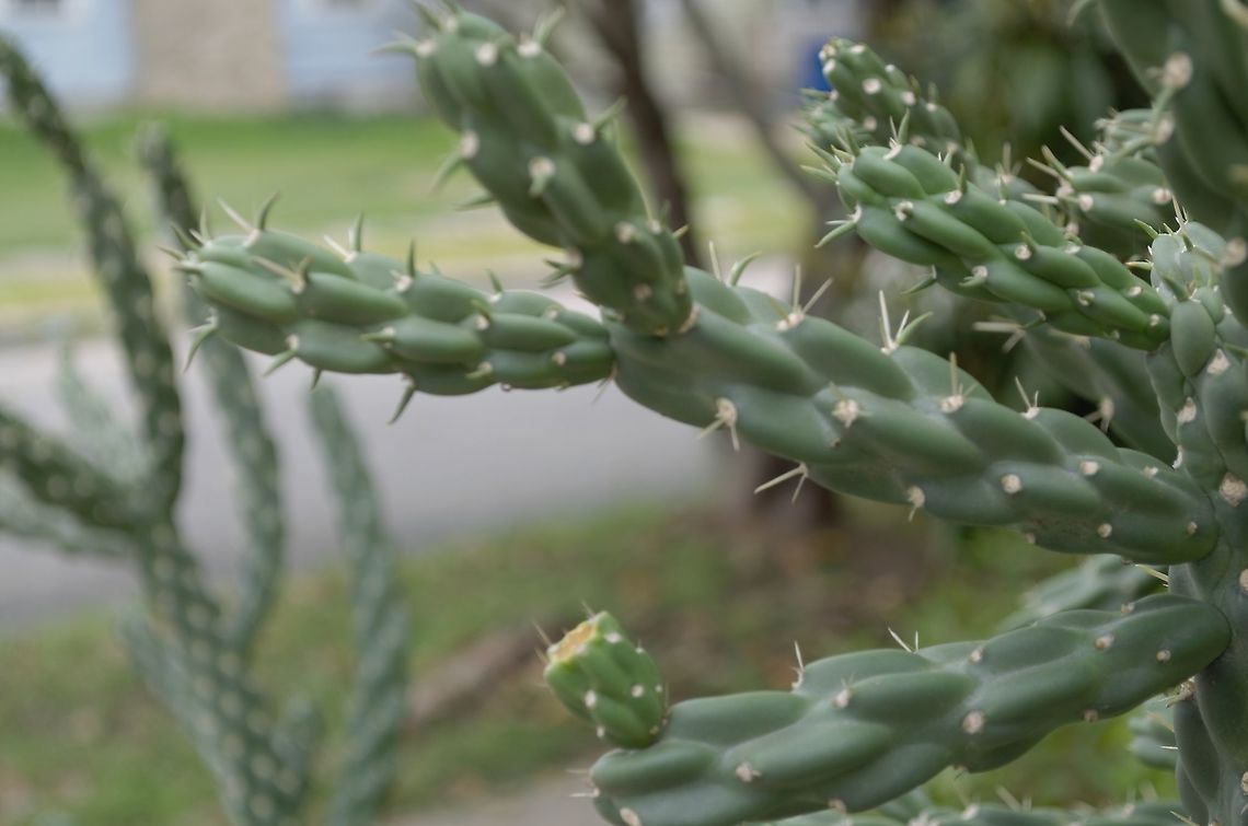 Cylindropuntia imbricata subsp. imbricata? This is in a neighbor's yard near a sidewalk. FB expert says it's Cylindropuntia imbricata subsp. imbricata<br />
I wish I had seen it before the bloom fell off. Cylindropuntia imbricata,Geotagged,United States,Winter