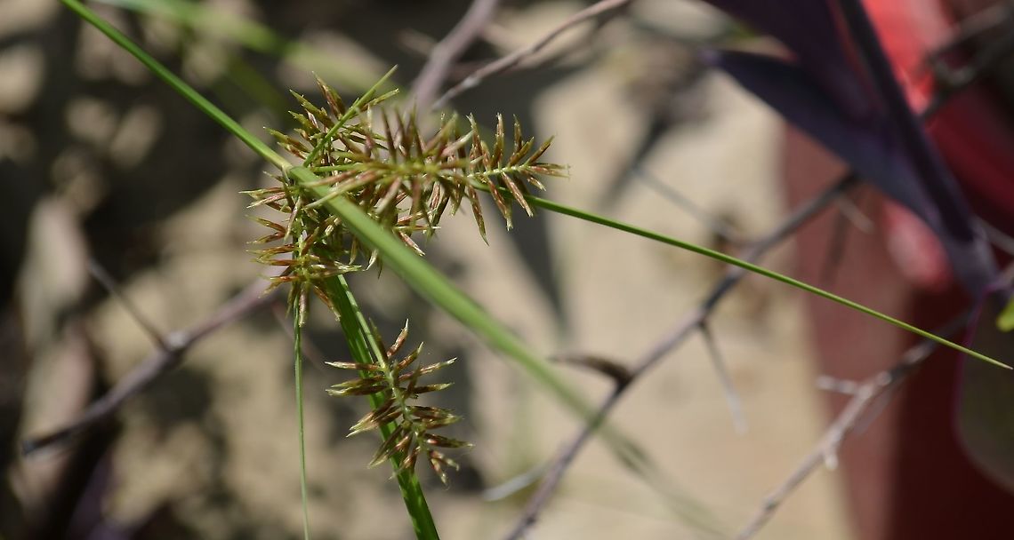 Cyperus strigosus? <a href="https://en.wikipedia.org/wiki/Cyperus_strigosus" rel="nofollow">https://en.wikipedia.org/wiki/Cyperus_strigosus</a><br />
<br />
<figure class="photo"><a href="https://www.jungledragon.com/image/101214/possible_cyperus_strigosus.html" title="Possible Cyperus strigosus"><img src="https://s3.amazonaws.com/media.jungledragon.com/images/4330/101214_thumb.JPG?AWSAccessKeyId=05GMT0V3GWVNE7GGM1R2&Expires=1767225610&Signature=9npO%2BbhAOsr8DKogX2fSSUjtC3U%3D" width="150" height="152" alt="Possible Cyperus strigosus This is growing in my potted garden, thanks to the birds.  I was thinking it might be a kind of sedge, however I have not found one with these colorful blooms in beginning state. I also looked at Pl@nt identify and their suggestions don&#039;t match.  The sedge photos here don&#039;t match either. Perhaps I&#039;m on the wrong track.<br />
https://www.jungledragon.com/image/101796/cyperus_strigosus.html<br />
 Geotagged,United States,Winter" /></a></figure><br />
 Cyperus strigosus,False nutsedge,Geotagged,United States,Winter