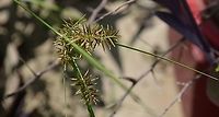 Cyperus strigosus? https://en.wikipedia.org/wiki/Cyperus_strigosus<br />
<br />
https://www.jungledragon.com/image/101214/possible_cyperus_strigosus.html<br />
 Cyperus strigosus,False nutsedge,Geotagged,United States,Winter