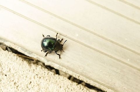 Leptinotarsa haldemani Small Metallic Green Beetle - Leptinotarsa haldemani
https://en.wikipedia.org/wiki/Leptinotarsa_haldemani
https://bugguide.net/node/view/824667 ''Leptinotarsa haldemani'',Geotagged,United States,Winter,leptinotarsa haldemani