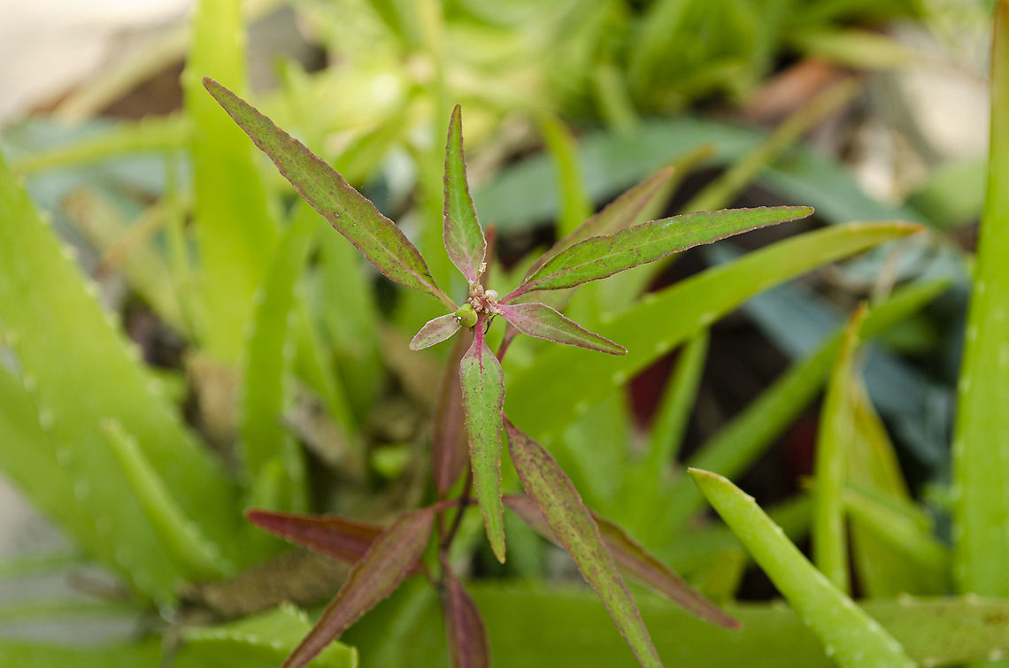 Euphorbia heterophylla <a href="http://southwestdesertflora.com/WebsiteFolders/All_Species/Euphorbiaceae/Euphorbia" rel="nofollow">http://southwestdesertflora.com/WebsiteFolders/All_Species/Euphorbiaceae/Euphorbia</a> heterophylla, Mexican Fireplant.html<br />
<a href="https://en.wikipedia.org/wiki/Euphorbia_heterophylla" rel="nofollow">https://en.wikipedia.org/wiki/Euphorbia_heterophylla</a><br />
<figure class="photo"><a href="https://www.jungledragon.com/image/99875/euphorbia_heterophylla.html" title="euphorbia_heterophylla?"><img src="https://s3.amazonaws.com/media.jungledragon.com/images/4330/99875_thumb.JPG?AWSAccessKeyId=05GMT0V3GWVNE7GGM1R2&Expires=1770854410&Signature=cBcj4EYByjnCcgFXjTQa4ZPMXq4%3D" width="200" height="170" alt="euphorbia_heterophylla? Growing in the same pot as aloe vera, that is what you see behind it. See other photo below<br />
https://www.jungledragon.com/image/101808/euphorbia_heterophylla.html Euphorbia heterophylla,Fall,Geotagged,Painted euphorbia,United States" /></a></figure><br />
FB Plant ID identified this and I was skeptical, however I found this description that pink/red is common "Flora leaves (bracts) are often partly colored pink or red," although it doesn't show up in any sample photos. It is also present in the Texas/Mexico region. There seems to be a lot of varieties of leaf shapes.<br />
 Euphorbia heterophylla,Geotagged,Painted euphorbia,United States,Winter