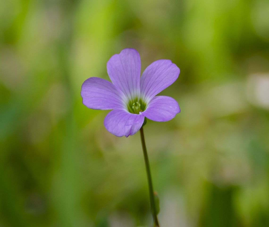 Oxalis drummondii - Wood sorrel flower This is a wood sorrel flower that is found in Texas, I&#039;m including this link to the Lady Bird Johnson Wildflower Center which is about 70 miles from here.  <a href="https://www.wildflower.org/plants/result.php?id_plant=OXDR" rel="nofollow">https://www.wildflower.org/plants/result.php?id_plant=OXDR</a>  <br />
I&#039;m also including multiple photos, especially leaf shape to show it matches description above.<br />
<figure class="photo"><a href="https://www.jungledragon.com/image/101929/oxalisdrummondii_drummond_wood_sorrel.html" title="OxalisDrummondii, Drummond wood sorrel"><img src="https://s3.amazonaws.com/media.jungledragon.com/images/4330/101929_thumb.JPG?AWSAccessKeyId=05GMT0V3GWVNE7GGM1R2&Expires=1759968010&Signature=la8wnQb6VwdsADukGp0DS0A4u94%3D" width="136" height="152" alt="OxalisDrummondii, Drummond wood sorrel This is a wood sorrel that was discovered in Texas by Drummond as per Ladybird Johnson Wildflower Center in Austin, Texas near me. Leaf at the base of the plant as described by the wildflower org below. See closed flower above.<br />
https://www.jungledragon.com/image/101928/possible_oxalis_drummondii.html<br />
https://www.wildflower.org/plants/result.php?id_plant=OXDR<br />
https://www.jungledragon.com/image/101930/possible_oxalisdrummondii_drummond_wood_sorrel_sideview.html Drummond&#039;s Woodsorrel,Geotagged,Oxalis drummondii,United States,Winter" /></a></figure><br />
<figure class="photo"><a href="https://www.jungledragon.com/image/101930/oxalisdrummondii_drummond_wood_sorrel_sideview.html" title="OxalisDrummondii, Drummond wood sorrel sideview"><img src="https://s3.amazonaws.com/media.jungledragon.com/images/4330/101930_thumb.JPG?AWSAccessKeyId=05GMT0V3GWVNE7GGM1R2&Expires=1759968010&Signature=gUbMIIMejfoRgmY32RFpaBYd3Kc%3D" width="140" height="152" alt="OxalisDrummondii, Drummond wood sorrel sideview The sideview as compared to photos on this webpage https://www.wildflower.org/plants/result.php?id_plant=OXDR<br />
https://www.jungledragon.com/image/101928/possible_oxalis_drummondii.html<br />
https://www.jungledragon.com/image/101929/possible_oxalisdrummondii_drummond_wood_sorrel.html Drummond&#039;s Woodsorrel,Geotagged,Oxalis drummondii,United States,Winter" /></a></figure> Drummond's Woodsorrel,Geotagged,Oxalis drummondii,United States,Winter