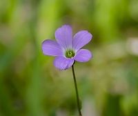 Oxalis drummondii - Wood sorrel flower This is a wood sorrel flower that is found in Texas, I'm including this link to the Lady Bird Johnson Wildflower Center which is about 70 miles from here.  https://www.wildflower.org/plants/result.php?id_plant=OXDR  <br />
I'm also including multiple photos, especially leaf shape to show it matches description above.<br />
https://www.jungledragon.com/image/101929/possible_oxalisdrummondii_drummond_wood_sorrel.html<br />
https://www.jungledragon.com/image/101930/possible_oxalisdrummondii_drummond_wood_sorrel_sideview.html Drummond's Woodsorrel,Geotagged,Oxalis drummondii,United States,Winter