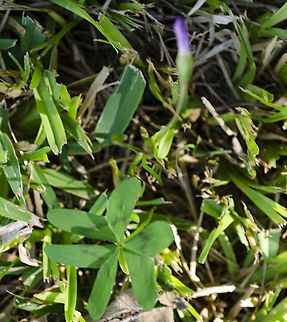 OxalisDrummondii, Drummond wood sorrel This is a wood sorrel that was discovered in Texas by Drummond as per Ladybird Johnson Wildflower Center in Austin, Texas near me. Leaf at the base of the plant as described by the wildflower org below. See closed flower above.
https://www.jungledragon.com/image/101928/possible_oxalis_drummondii.html
https://www.wildflower.org/plants/result.php?id_plant=OXDR
https://www.jungledragon.com/image/101930/possible_oxalisdrummondii_drummond_wood_sorrel_sideview.html Drummond's Woodsorrel,Geotagged,Oxalis drummondii,United States,Winter