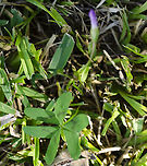 OxalisDrummondii, Drummond wood sorrel This is a wood sorrel that was discovered in Texas by Drummond as per Ladybird Johnson Wildflower Center in Austin, Texas near me. Leaf at the base of the plant as described by the wildflower org below. See closed flower above.<br />
https://www.jungledragon.com/image/101928/possible_oxalis_drummondii.html<br />
https://www.wildflower.org/plants/result.php?id_plant=OXDR<br />
https://www.jungledragon.com/image/101930/possible_oxalisdrummondii_drummond_wood_sorrel_sideview.html Drummond's Woodsorrel,Geotagged,Oxalis drummondii,United States,Winter