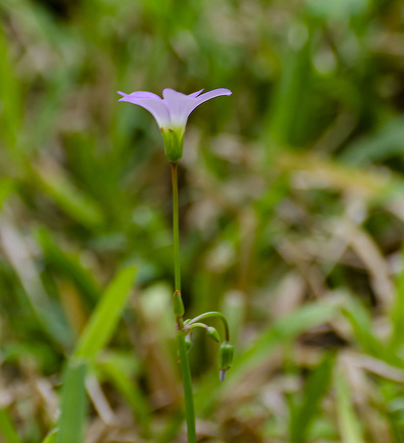 OxalisDrummondii, Drummond wood sorrel sideview The sideview as compared to photos on this webpage <a href="https://www.wildflower.org/plants/result.php?id_plant=OXDR" rel="nofollow">https://www.wildflower.org/plants/result.php?id_plant=OXDR</a><br />
<figure class="photo"><a href="https://www.jungledragon.com/image/101928/oxalis_drummondii_-_wood_sorrel_flower.html" title="Oxalis drummondii - Wood sorrel flower"><img src="https://s3.amazonaws.com/media.jungledragon.com/images/4330/101928_thumb.jpg?AWSAccessKeyId=05GMT0V3GWVNE7GGM1R2&Expires=1770854410&Signature=EK7v0cxpsO3uv19T9d2KBkWF4Ng%3D" width="200" height="170" alt="Oxalis drummondii - Wood sorrel flower This is a wood sorrel flower that is found in Texas, I'm including this link to the Lady Bird Johnson Wildflower Center which is about 70 miles from here.  https://www.wildflower.org/plants/result.php?id_plant=OXDR  <br />
I'm also including multiple photos, especially leaf shape to show it matches description above.<br />
https://www.jungledragon.com/image/101929/possible_oxalisdrummondii_drummond_wood_sorrel.html<br />
https://www.jungledragon.com/image/101930/possible_oxalisdrummondii_drummond_wood_sorrel_sideview.html Drummond's Woodsorrel,Geotagged,Oxalis drummondii,United States,Winter" /></a></figure><br />
<figure class="photo"><a href="https://www.jungledragon.com/image/101929/oxalisdrummondii_drummond_wood_sorrel.html" title="OxalisDrummondii, Drummond wood sorrel"><img src="https://s3.amazonaws.com/media.jungledragon.com/images/4330/101929_thumb.JPG?AWSAccessKeyId=05GMT0V3GWVNE7GGM1R2&Expires=1770854410&Signature=yBmFGnOz4XQIQ4DXkJxctYUzcag%3D" width="136" height="152" alt="OxalisDrummondii, Drummond wood sorrel This is a wood sorrel that was discovered in Texas by Drummond as per Ladybird Johnson Wildflower Center in Austin, Texas near me. Leaf at the base of the plant as described by the wildflower org below. See closed flower above.<br />
https://www.jungledragon.com/image/101928/possible_oxalis_drummondii.html<br />
https://www.wildflower.org/plants/result.php?id_plant=OXDR<br />
https://www.jungledragon.com/image/101930/possible_oxalisdrummondii_drummond_wood_sorrel_sideview.html Drummond's Woodsorrel,Geotagged,Oxalis drummondii,United States,Winter" /></a></figure> Drummond's Woodsorrel,Geotagged,Oxalis drummondii,United States,Winter