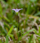 OxalisDrummondii, Drummond wood sorrel sideview The sideview as compared to photos on this webpage https://www.wildflower.org/plants/result.php?id_plant=OXDR<br />
https://www.jungledragon.com/image/101928/possible_oxalis_drummondii.html<br />
https://www.jungledragon.com/image/101929/possible_oxalisdrummondii_drummond_wood_sorrel.html Drummond's Woodsorrel,Geotagged,Oxalis drummondii,United States,Winter