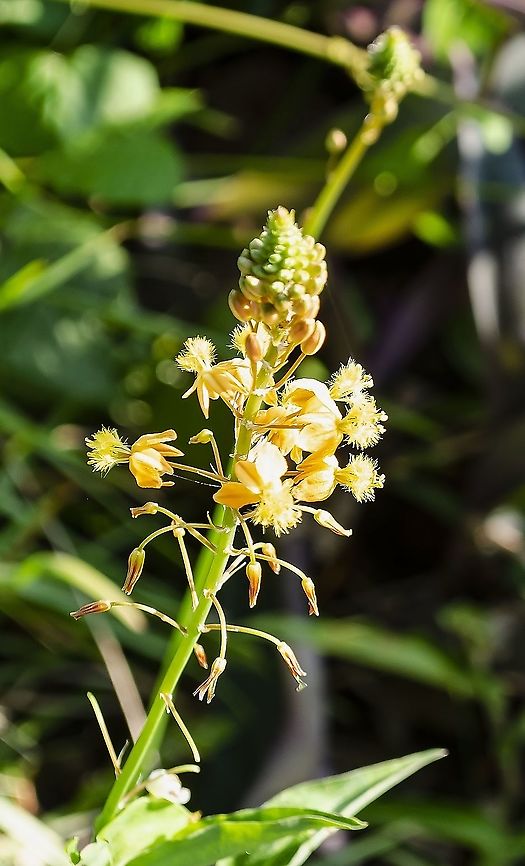 Bulbine frutescens This unusual flowering plant is growing in a neighbor's garden.  The petals that are folded back are more orange than is showing in this photo. <br />
See reference here: <a href="https://en.wikipedia.org/wiki/Bulbine_frutescens#/media/File:Bulbine_frutescens_2.jpg" rel="nofollow">https://en.wikipedia.org/wiki/Bulbine_frutescens#/media/File:Bulbine_frutescens_2.jpg</a><br />
 Bulbine frutescens,Geotagged,United States,Winter