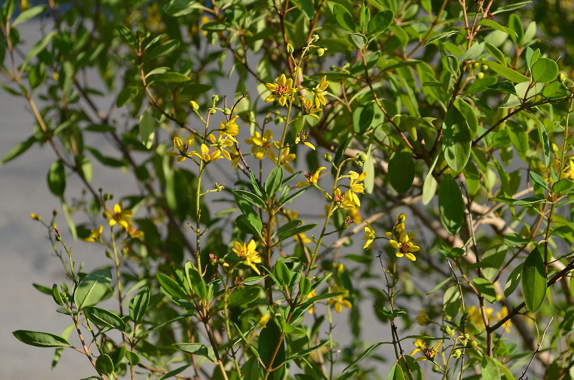 Possible Galphimia In my neighbor's garden. <br />
<a href="https://webapps.lsa.umich.edu/herbarium/malpigh/GalClade/Galphimia/Gal1.html" rel="nofollow">https://webapps.lsa.umich.edu/herbarium/malpigh/GalClade/Galphimia/Gal1.html</a> Geotagged,United States,Winter