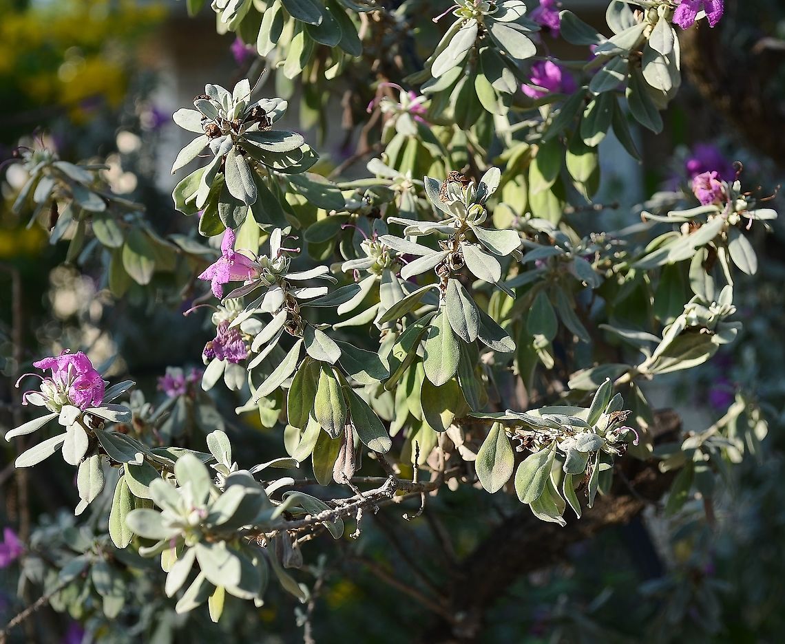 Leucophyllum frutescens Common plant in San Antonio, I had one in my previous yard.  Geotagged,Leucophyllum frutescens,United States,Winter