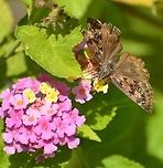 Horace's duskywing Found on Lantana this morning 10-3-20<br />
https://www.jungledragon.com/image/102481/unknown_skipper.html<br />
https://www.jungledragon.com/image/102482/unknown_skipper.html Erynnis horatius,Geotagged,Horaces duskywing,United States,Winter
