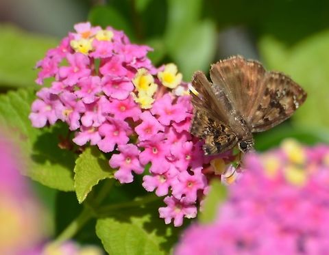 Horace's duskywing Found on Latana 10-3-20
https://www.jungledragon.com/image/102480/unknown_skipper.html
https://www.jungledragon.com/image/102482/unknown_skipper.html Erynnis horatius,Geotagged,Horaces duskywing,United States,Winter