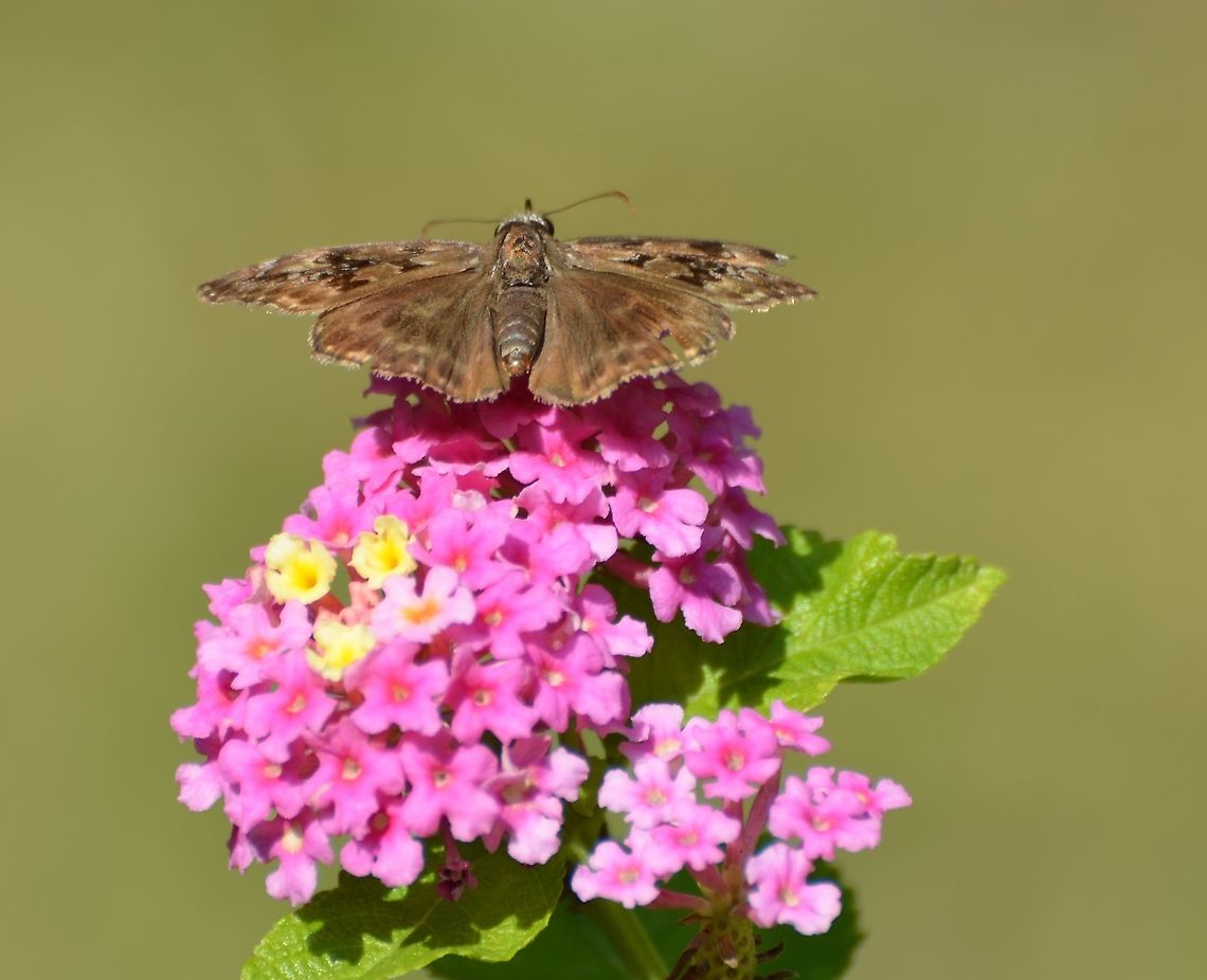 Horace's duskywing Found on Lantana 10-3-20<br />
<figure class="photo"><a href="https://www.jungledragon.com/image/102480/horaces_duskywing.html" title="Horace&#039;s duskywing"><img src="https://s3.amazonaws.com/media.jungledragon.com/images/4330/102480_thumb.JPG?AWSAccessKeyId=05GMT0V3GWVNE7GGM1R2&Expires=1767225610&Signature=EDVfIGwZ2oUK0HUMPEplpf1GNA8%3D" width="148" height="152" alt="Horace&#039;s duskywing Found on Lantana this morning 10-3-20<br />
https://www.jungledragon.com/image/102481/unknown_skipper.html<br />
https://www.jungledragon.com/image/102482/unknown_skipper.html Erynnis horatius,Geotagged,Horaces duskywing,United States,Winter" /></a></figure><br />
<figure class="photo"><a href="https://www.jungledragon.com/image/102481/horaces_duskywing.html" title="Horace&#039;s duskywing"><img src="https://s3.amazonaws.com/media.jungledragon.com/images/4330/102481_thumb.JPG?AWSAccessKeyId=05GMT0V3GWVNE7GGM1R2&Expires=1767225610&Signature=beilY40o4LQaW7e8ms%2FZkT6IiLQ%3D" width="200" height="156" alt="Horace&#039;s duskywing Found on Latana 10-3-20<br />
https://www.jungledragon.com/image/102480/unknown_skipper.html<br />
https://www.jungledragon.com/image/102482/unknown_skipper.html Erynnis horatius,Geotagged,Horaces duskywing,United States,Winter" /></a></figure> Erynnis horatius,Geotagged,Horaces duskywing,United States,Winter