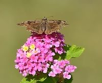 Horace's duskywing Found on Lantana 10-3-20<br />
https://www.jungledragon.com/image/102480/unknown_skipper.html<br />
https://www.jungledragon.com/image/102481/unknown_skipper.html Erynnis horatius,Geotagged,Horaces duskywing,United States,Winter