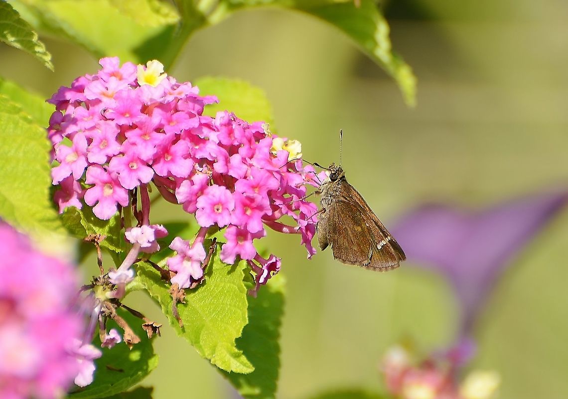 Clouded Skipper Found on Lantana the same time as the other butterfly posted separately.  This is one if much smaller, the size of a Fawn Skipper. It does look like it has a flat snout unlike the pointed one on the American Snout Butterfly. Although it&#039;s interesting that the American Snout Butterfly is migrating through San Antonio at this time.<br />
<figure class="photo"><a href="https://www.jungledragon.com/image/102486/clouded_skipper.html" title="Clouded Skipper"><img src="https://s3.amazonaws.com/media.jungledragon.com/images/4330/102486_thumb.JPG?AWSAccessKeyId=05GMT0V3GWVNE7GGM1R2&Expires=1767225610&Signature=aJ65hwZ1x%2FySfRWtA6Z54Qz1zds%3D" width="200" height="174" alt="Clouded Skipper Found on Lantana 10-3-20, see other posts.<br />
https://www.jungledragon.com/image/102484/possible_3-spot_skipper.html<br />
https://www.jungledragon.com/image/102485/possible_skipper.html<br />
https://www.jungledragon.com/image/102489/unknown_skipper.html<br />
 Clouded skipper,Geotagged,Lerema accius,United States,Winter" /></a></figure><br />
<br />
<br />
<figure class="photo"><a href="https://www.jungledragon.com/image/102485/clouded_skipper.html" title="Clouded Skipper"><img src="https://s3.amazonaws.com/media.jungledragon.com/images/4330/102485_thumb.JPG?AWSAccessKeyId=05GMT0V3GWVNE7GGM1R2&Expires=1767225610&Signature=f6wxXvtj9oFXdoJnLiNq0uRqGh4%3D" width="200" height="180" alt="Clouded Skipper Found on Lantana 10-3-20  Small, about same size as Fawn Skipper<br />
https://www.jungledragon.com/image/102484/possible_3-spot_skipper.html<br />
https://www.jungledragon.com/image/102486/unknown_skipper.html<br />
https://www.jungledragon.com/image/102489/unknown_skipper.html<br />
<br />
 Clouded skipper,Geotagged,Lerema accius,United States,Winter" /></a></figure><br />
<figure class="photo"><a href="https://www.jungledragon.com/image/102489/clouded_skipper.html" title="Clouded Skipper"><img src="https://s3.amazonaws.com/media.jungledragon.com/images/4330/102489_thumb.JPG?AWSAccessKeyId=05GMT0V3GWVNE7GGM1R2&Expires=1767225610&Signature=k9KtdrYZQQhAnQju1zNLdR5Pw%2FU%3D" width="200" height="160" alt="Clouded Skipper Found on Lantana 10-3-20. Here wings are folded in and shot from above. See other perspectives.<br />
https://www.jungledragon.com/image/102486/unknown_skipper.html<br />
https://www.jungledragon.com/image/102485/possible_skipper.html<br />
https://www.jungledragon.com/image/102484/possible_3-spot_skipper.html Clouded skipper,Geotagged,Lerema accius,United States,Winter" /></a></figure><br />
<br />
 Clouded skipper,Geotagged,Lerema accius,United States,Winter