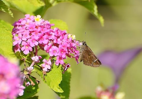 Clouded Skipper Found on Lantana the same time as the other butterfly posted separately.  This is one if much smaller, the size of a Fawn Skipper. It does look like it has a flat snout unlike the pointed one on the American Snout Butterfly. Although it's interesting that the American Snout Butterfly is migrating through San Antonio at this time.
https://www.jungledragon.com/image/102486/unknown_skipper.html


https://www.jungledragon.com/image/102485/possible_skipper.html
https://www.jungledragon.com/image/102489/unknown_skipper.html

 Clouded skipper,Geotagged,Lerema accius,United States,Winter