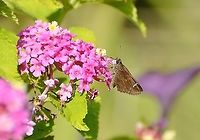 Clouded Skipper Found on Lantana the same time as the other butterfly posted separately.  This is one if much smaller, the size of a Fawn Skipper. It does look like it has a flat snout unlike the pointed one on the American Snout Butterfly. Although it's interesting that the American Snout Butterfly is migrating through San Antonio at this time.<br />
https://www.jungledragon.com/image/102486/unknown_skipper.html<br />
<br />
<br />
https://www.jungledragon.com/image/102485/possible_skipper.html<br />
https://www.jungledragon.com/image/102489/unknown_skipper.html<br />
<br />
 Clouded skipper,Geotagged,Lerema accius,United States,Winter