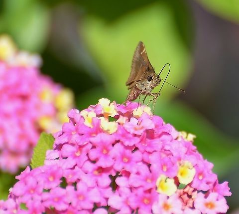 Clouded Skipper Found on Lantana 10-3-20  Small, about same size as Fawn Skipper
https://www.jungledragon.com/image/102484/possible_3-spot_skipper.html
https://www.jungledragon.com/image/102486/unknown_skipper.html
https://www.jungledragon.com/image/102489/unknown_skipper.html

 Clouded skipper,Geotagged,Lerema accius,United States,Winter