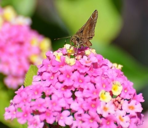 Clouded Skipper Found on Lantana 10-3-20, see other posts.
https://www.jungledragon.com/image/102484/possible_3-spot_skipper.html
https://www.jungledragon.com/image/102485/possible_skipper.html
https://www.jungledragon.com/image/102489/unknown_skipper.html
 Clouded skipper,Geotagged,Lerema accius,United States,Winter