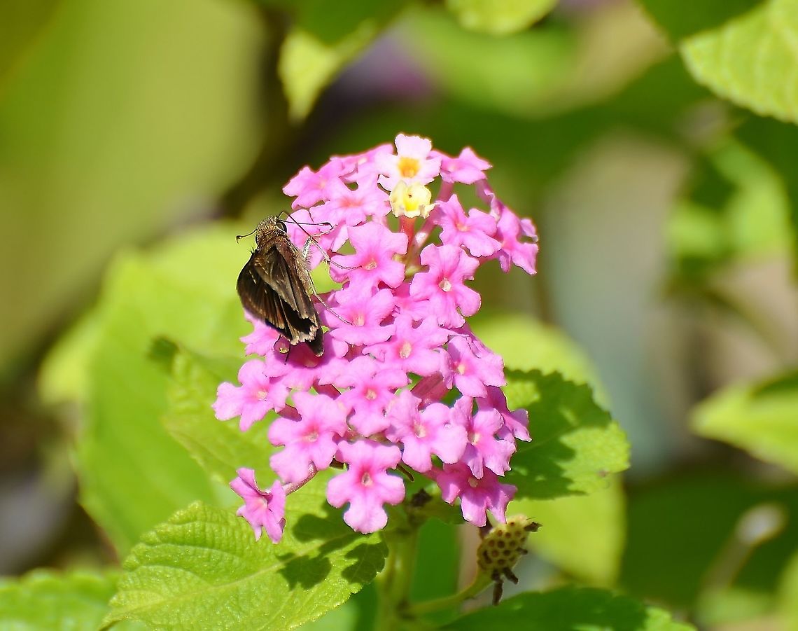 Clouded Skipper Found on Lantana 10-3-20. Here wings are folded in and shot from above. See other perspectives.<br />
<figure class="photo"><a href="https://www.jungledragon.com/image/102486/clouded_skipper.html" title="Clouded Skipper"><img src="https://s3.amazonaws.com/media.jungledragon.com/images/4330/102486_thumb.JPG?AWSAccessKeyId=05GMT0V3GWVNE7GGM1R2&Expires=1767225610&Signature=aJ65hwZ1x%2FySfRWtA6Z54Qz1zds%3D" width="200" height="174" alt="Clouded Skipper Found on Lantana 10-3-20, see other posts.<br />
https://www.jungledragon.com/image/102484/possible_3-spot_skipper.html<br />
https://www.jungledragon.com/image/102485/possible_skipper.html<br />
https://www.jungledragon.com/image/102489/unknown_skipper.html<br />
 Clouded skipper,Geotagged,Lerema accius,United States,Winter" /></a></figure><br />
<figure class="photo"><a href="https://www.jungledragon.com/image/102485/clouded_skipper.html" title="Clouded Skipper"><img src="https://s3.amazonaws.com/media.jungledragon.com/images/4330/102485_thumb.JPG?AWSAccessKeyId=05GMT0V3GWVNE7GGM1R2&Expires=1767225610&Signature=f6wxXvtj9oFXdoJnLiNq0uRqGh4%3D" width="200" height="180" alt="Clouded Skipper Found on Lantana 10-3-20  Small, about same size as Fawn Skipper<br />
https://www.jungledragon.com/image/102484/possible_3-spot_skipper.html<br />
https://www.jungledragon.com/image/102486/unknown_skipper.html<br />
https://www.jungledragon.com/image/102489/unknown_skipper.html<br />
<br />
 Clouded skipper,Geotagged,Lerema accius,United States,Winter" /></a></figure><br />
<figure class="photo"><a href="https://www.jungledragon.com/image/102484/clouded_skipper.html" title="Clouded Skipper"><img src="https://s3.amazonaws.com/media.jungledragon.com/images/4330/102484_thumb.JPG?AWSAccessKeyId=05GMT0V3GWVNE7GGM1R2&Expires=1767225610&Signature=QArLzR88x4V%2FfrVmrIbIaBw2REI%3D" width="200" height="142" alt="Clouded Skipper Found on Lantana the same time as the other butterfly posted separately.  This is one if much smaller, the size of a Fawn Skipper. It does look like it has a flat snout unlike the pointed one on the American Snout Butterfly. Although it&#039;s interesting that the American Snout Butterfly is migrating through San Antonio at this time.<br />
https://www.jungledragon.com/image/102486/unknown_skipper.html<br />
<br />
<br />
https://www.jungledragon.com/image/102485/possible_skipper.html<br />
https://www.jungledragon.com/image/102489/unknown_skipper.html<br />
<br />
 Clouded skipper,Geotagged,Lerema accius,United States,Winter" /></a></figure> Clouded skipper,Geotagged,Lerema accius,United States,Winter
