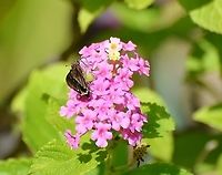 Clouded Skipper Found on Lantana 10-3-20. Here wings are folded in and shot from above. See other perspectives.<br />
https://www.jungledragon.com/image/102486/unknown_skipper.html<br />
https://www.jungledragon.com/image/102485/possible_skipper.html<br />
https://www.jungledragon.com/image/102484/possible_3-spot_skipper.html Clouded skipper,Geotagged,Lerema accius,United States,Winter