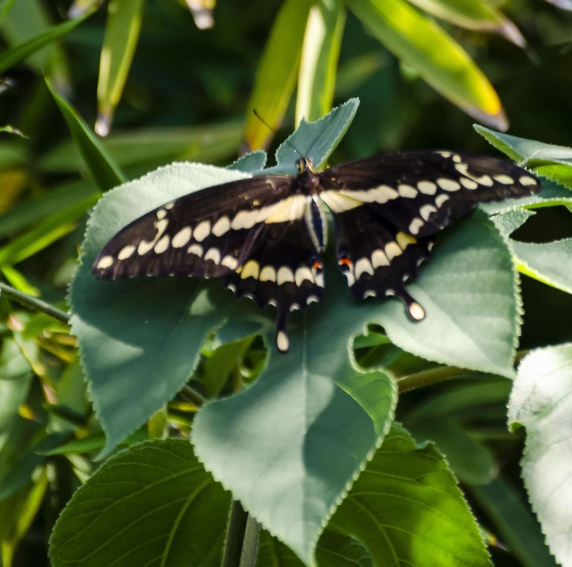 Eastern Giant Swallowtail - Papilio-cresphontes I think this is accurate, I ask for your confirmation before I officially name species.<br />
Here is a link to identification<br />
<a href="https://www.inaturalist.org/taxa/50072-Papilio-cresphontes" rel="nofollow">https://www.inaturalist.org/taxa/50072-Papilio-cresphontes</a> Geotagged,Giant swallowtail,Papilio cresphontes,United States,Winter