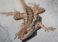 Young Texas Spiny Lizard Wanted to provide a clearer photo of the details on a Texas Spiny Lizard. Here you can see all of the texture on the body and front limbs. This specimen is relatively small, body not including tail is about two inches, whereas the adult featured on another post was approximately 6-8 inches, body only.<br />
https://www.jungledragon.com/image/97285/texas_spiny_lizard_sceloporus_olivaceus.html Sceloporus olivaceus,Texas spiny lizard