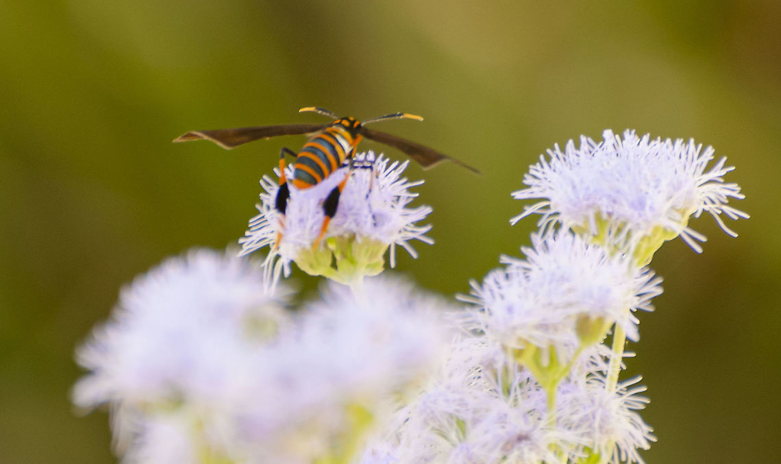 Horama panthalon/Texas Wasp Moth <a href="https://www.inaturalist.org/taxa/194548-Horama-panthalon" rel="nofollow">https://www.inaturalist.org/taxa/194548-Horama-panthalon</a><br />
Found on Purple plant (It might be in the aster family. Has very long back legs, and variegated leg joints. Wish I had better photos, it was very shady and along a roadside, so not all views were possible.<br />
<figure class="photo"><a href="https://www.jungledragon.com/image/102670/horama_panthalon_texas_wasp_moth.html" title="Horama panthalon/ Texas Wasp Moth"><img src="https://s3.amazonaws.com/media.jungledragon.com/images/4330/102670_thumb.JPG?AWSAccessKeyId=05GMT0V3GWVNE7GGM1R2&Expires=1759968010&Signature=GrsPTZfuk4cMEIJTSvLyXVsNohU%3D" width="200" height="180" alt="Horama panthalon/ Texas Wasp Moth https://www.inaturalist.org/taxa/194548-Horama-panthalon<br />
Taken same day as attached photos of same insect. There was a lot of shade in this area, therefore the wings look black instead of brown. This shows how thick the black area is on the back leg joints.<br />
https://www.jungledragon.com/image/102668/unknown_flying_insect.html<br />
https://www.jungledragon.com/image/102669/unknown_flying_insect.html Fall,Geotagged,Horama panthalon,Texas Wasp Moth,United States" /></a></figure><br />
<figure class="photo"><a href="https://www.jungledragon.com/image/102669/horama_panthalon_texas_wasp_moth.html" title="Horama panthalon/ Texas Wasp Moth"><img src="https://s3.amazonaws.com/media.jungledragon.com/images/4330/102669_thumb.JPG?AWSAccessKeyId=05GMT0V3GWVNE7GGM1R2&Expires=1759968010&Signature=fp46N5RmZLo5%2BCK%2Bn6eLzklz80k%3D" width="200" height="136" alt="Horama panthalon/ Texas Wasp Moth https://www.inaturalist.org/taxa/194548-Horama-panthalon<br />
Taken on same day as the other attached photos, tried to get a couple of perspectives. I thought this might be a potter wasp or ground wasp, however the body seems to be solid from the tip of the abdomen to the thorax.<br />
https://www.jungledragon.com/image/102668/unknown_flying_insect.html <br />
<br />
https://www.jungledragon.com/image/102670/horama_panthalon_texas_moth_wasp.html<br />
<br />
https://www.jungledragon.com/image/102668/horama_panthalontexas_moth_wasp.html<br />
 Fall,Geotagged,Horama panthalon,Texas Wasp Moth,United States" /></a></figure> Fall,Geotagged,Horama panthalon,Texas Wasp Moth,United States