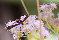 Horama panthalon/ Texas Wasp Moth https://www.inaturalist.org/taxa/194548-Horama-panthalon<br />
Taken on same day as the other attached photos, tried to get a couple of perspectives. I thought this might be a potter wasp or ground wasp, however the body seems to be solid from the tip of the abdomen to the thorax.<br />
https://www.jungledragon.com/image/102668/unknown_flying_insect.html <br />
<br />
https://www.jungledragon.com/image/102670/horama_panthalon_texas_moth_wasp.html<br />
<br />
https://www.jungledragon.com/image/102668/horama_panthalontexas_moth_wasp.html<br />
 Fall,Geotagged,Horama panthalon,Texas Wasp Moth,United States