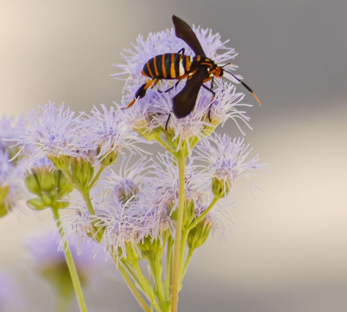 Horama panthalon/ Texas Wasp Moth <a href="https://www.inaturalist.org/taxa/194548-Horama-panthalon" rel="nofollow">https://www.inaturalist.org/taxa/194548-Horama-panthalon</a><br />
Taken same day as attached photos of same insect. There was a lot of shade in this area, therefore the wings look black instead of brown. This shows how thick the black area is on the back leg joints.<br />
<figure class="photo"><a href="https://www.jungledragon.com/image/102668/horama_panthalontexas_wasp_moth.html" title="Horama panthalon/Texas Wasp Moth"><img src="https://s3.amazonaws.com/media.jungledragon.com/images/4330/102668_thumb.JPG?AWSAccessKeyId=05GMT0V3GWVNE7GGM1R2&Expires=1759968010&Signature=MNVg1TaHB9oeD0se82XQowb7Gf0%3D" width="200" height="120" alt="Horama panthalon/Texas Wasp Moth https://www.inaturalist.org/taxa/194548-Horama-panthalon<br />
Found on Purple plant (It might be in the aster family. Has very long back legs, and variegated leg joints. Wish I had better photos, it was very shady and along a roadside, so not all views were possible.<br />
https://www.jungledragon.com/image/102670/unknown_flying_insect.html<br />
https://www.jungledragon.com/image/102669/unknown_flying_insect.html Fall,Geotagged,Horama panthalon,Texas Wasp Moth,United States" /></a></figure><br />
<figure class="photo"><a href="https://www.jungledragon.com/image/102669/horama_panthalon_texas_wasp_moth.html" title="Horama panthalon/ Texas Wasp Moth"><img src="https://s3.amazonaws.com/media.jungledragon.com/images/4330/102669_thumb.JPG?AWSAccessKeyId=05GMT0V3GWVNE7GGM1R2&Expires=1759968010&Signature=fp46N5RmZLo5%2BCK%2Bn6eLzklz80k%3D" width="200" height="136" alt="Horama panthalon/ Texas Wasp Moth https://www.inaturalist.org/taxa/194548-Horama-panthalon<br />
Taken on same day as the other attached photos, tried to get a couple of perspectives. I thought this might be a potter wasp or ground wasp, however the body seems to be solid from the tip of the abdomen to the thorax.<br />
https://www.jungledragon.com/image/102668/unknown_flying_insect.html <br />
<br />
https://www.jungledragon.com/image/102670/horama_panthalon_texas_moth_wasp.html<br />
<br />
https://www.jungledragon.com/image/102668/horama_panthalontexas_moth_wasp.html<br />
 Fall,Geotagged,Horama panthalon,Texas Wasp Moth,United States" /></a></figure> Fall,Geotagged,Horama panthalon,Texas Wasp Moth,United States