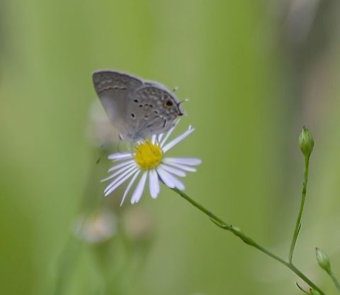 Strymon istapa / Mallow Scrub-Hairstreak Apologies in advance about the interference of another stem on this. The Butterfly did not stay very long to get a better photo.  There seems to be a lot of Mallow Scrub Hairstreak spottings in South Texas right now. Please let me know if you agree with the identification.
https://en.wikipedia.org/wiki/Strymon_istapa#/media/File:Mallow_Scrub-Hairstreak_(Strymon_istapa).JPG
https://www.inaturalist.org/observations?verifiable=true&taxon_id=132553&place;_id=&preferred;_place_id=&locale=en-US Fall,Geotagged,Strymon istapa,United States