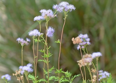 Conoclinium dissectum/Conoclinium Greggii This is the plant that the Texas Wasp Moth was captured on. 
The differentiation on this is the shape of the leaves.
https://www.wildflower.org/gallery/result.php?id_image=55778
https://www.jungledragon.com/image/102749/conocliinium_greggii_purple_palm_leaf.html Conoclinium dissectum,Geotagged,United States,Winter