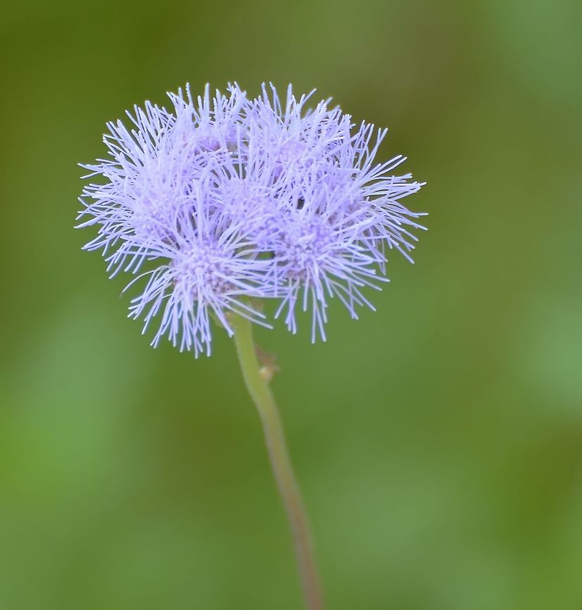 Conoclinium greggii / Purple Palm Leaf <a href="https://www.wildflower.org/gallery/result.php?id_image=55778" rel="nofollow">https://www.wildflower.org/gallery/result.php?id_image=55778</a><br />
<figure class="photo"><a href="https://www.jungledragon.com/image/102748/conoclinium_dissectumconoclinium_greggii.html" title="Conoclinium dissectum/Conoclinium Greggii"><img src="https://s3.amazonaws.com/media.jungledragon.com/images/4330/102748_thumb.JPG?AWSAccessKeyId=05GMT0V3GWVNE7GGM1R2&Expires=1769040010&Signature=9yttjAtd%2FdqwM8s0O%2FUAMYexw5s%3D" width="200" height="144" alt="Conoclinium dissectum/Conoclinium Greggii This is the plant that the Texas Wasp Moth was captured on. <br />
The differentiation on this is the shape of the leaves.<br />
https://www.wildflower.org/gallery/result.php?id_image=55778<br />
https://www.jungledragon.com/image/102749/conocliinium_greggii_purple_palm_leaf.html Conoclinium dissectum,Geotagged,United States,Winter" /></a></figure> Conoclinium dissectum,Geotagged,Palmleaf Thoroughwort,United States,Winter