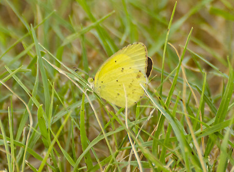 Eurema lisa "Little Yellow" Sulphur Very small Butterfly.  Found on Oct 10, 2020. Multiple citings in Texas this October.
https://www.inaturalist.org/observations/62159724
https://en.wikipedia.org/wiki/Eurema_lisa Eurema lisa,Geotagged,Little Yellow,United States,Winter