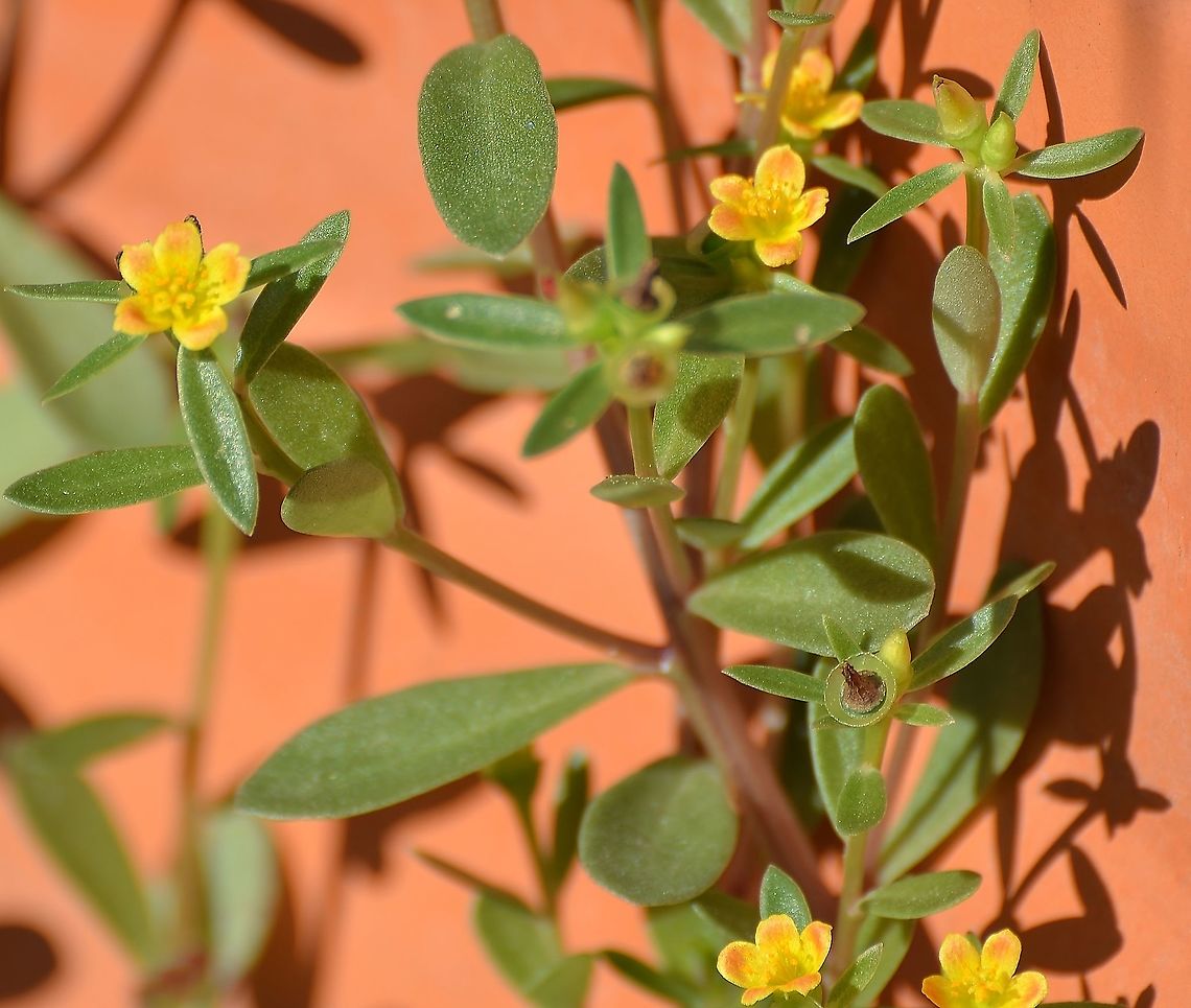 Possible Portulaca umbraticola ssp. lanceolata Growing in a spare pot with small amount of soil. Leaves are thick and pointy, flowers are yellow with red-orange flower tips.<br />
<a href="https://en.wikipedia.org/wiki/Portulaca_umbraticola" rel="nofollow">https://en.wikipedia.org/wiki/Portulaca_umbraticola</a><br />
<a href="https://www.inaturalist.org/observations/1249349" rel="nofollow">https://www.inaturalist.org/observations/1249349</a><br />
 Geotagged,United States,Winter
