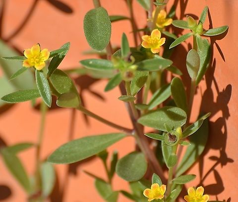 Possible Portulaca umbraticola ssp. lanceolata Growing in a spare pot with small amount of soil. Leaves are thick and pointy, flowers are yellow with red-orange flower tips.
https://en.wikipedia.org/wiki/Portulaca_umbraticola
https://www.inaturalist.org/observations/1249349
 Geotagged,United States,Winter