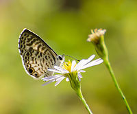 Cassius Blue Leptotes cassius This Butterfly appeared in the garden this morning, liking the asters. The wings have a tiger pattern, and there was a slight orange color around the two larger circles on the wing. The color may be slightly distorted because a strong sun was whining through the wings.<br />
https://www.jungledragon.com/image/102930/unknown_white-brown_butterfly.html Fall,Geotagged,Leptotes Cassius,Leptotes cassius,United States