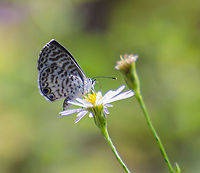 Cassius Blue / Leptotes cassius This photo shows a blue center and orange outer ring around the last two dots of the hindwing. <br />
https://www.jungledragon.com/image/102927/unknown_white-brown_butterfly.html Fall,Geotagged,United States